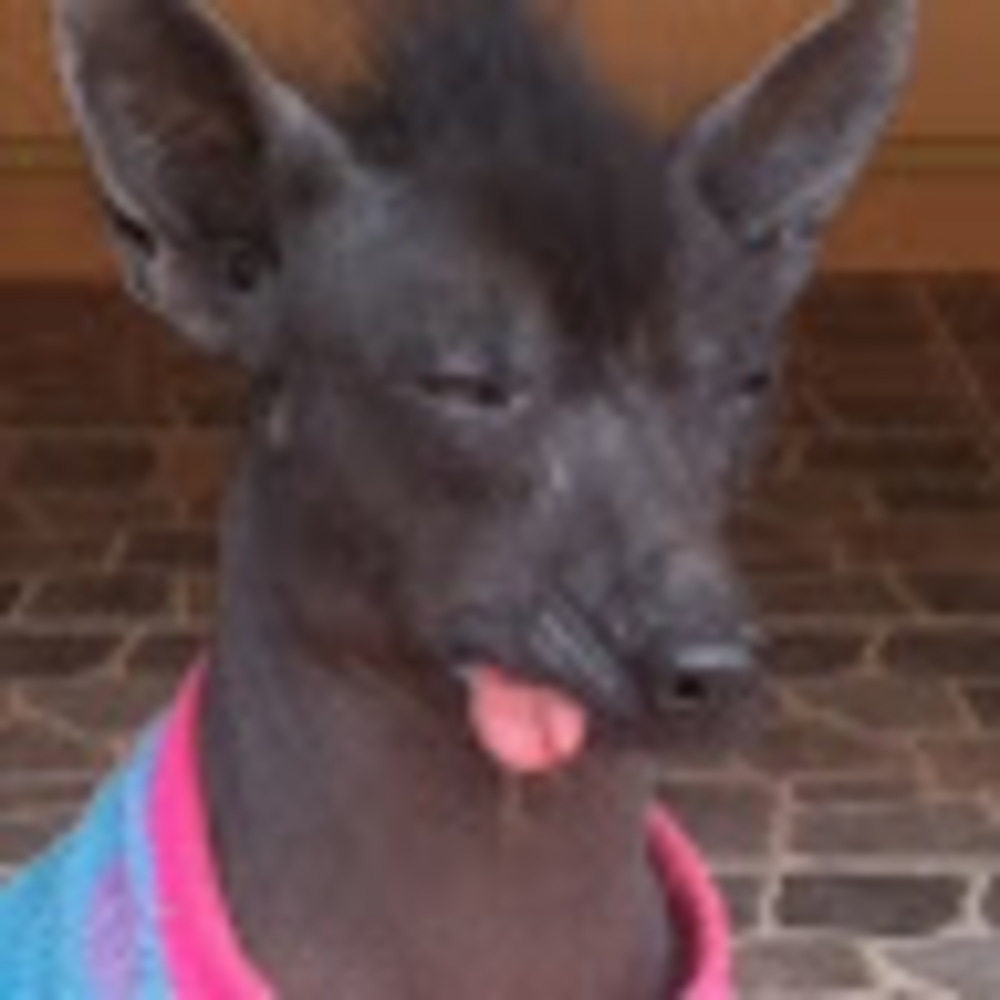 Meet your Posher, Chrissy